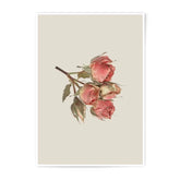 Rose Photographic Prints, Floral Wall Art, Botanical Print, Home Decor, Flower Photography, Dried Roses, Delicate Art Print, Rose Wall Decor - Tawshia